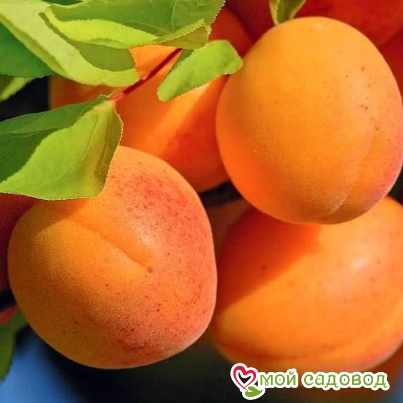 Абрикос Шедевр