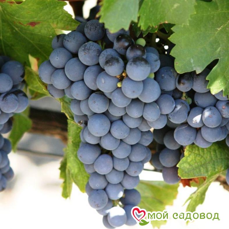 Виноград Каберне Совиньон