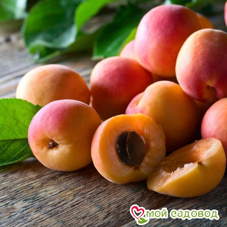 Абрикос Красавчик среднеранний
