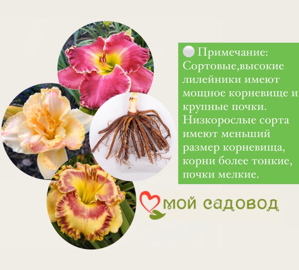 ЛИЛЕЙНИК СЧАСТЬЯ