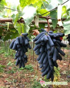 Виноград Аватар